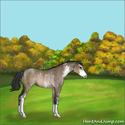 Horse Color:Brown Dun Sabino Rabicano