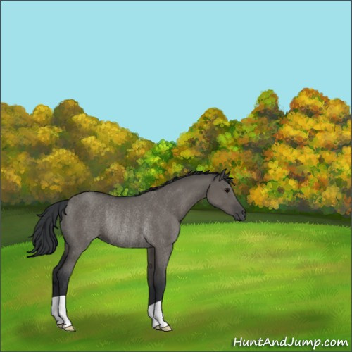Horse Color:Grullo Rabicano 