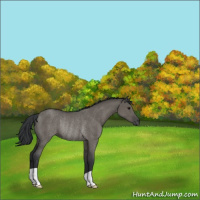Horse Color:Grullo Rabicano