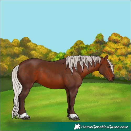 Horse Color:Silver Brown 