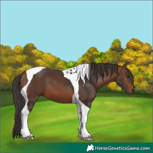 Horse Color:Brown Tobiano 