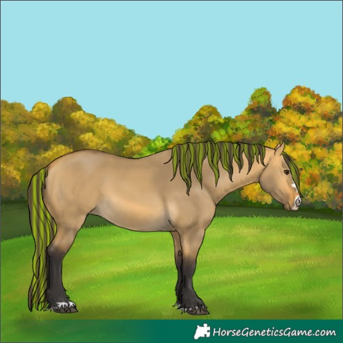 Horse Color:Painted Buckskin Dun 