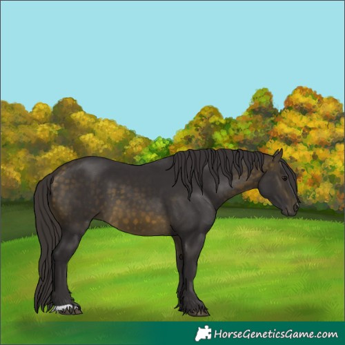 Horse Color:Buckskin 