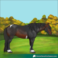 Horse Color:Brown Tobiano 