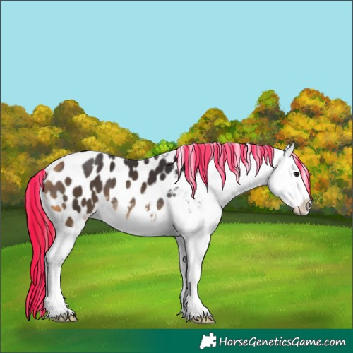 Horse Color:Painted Buckskin Appaloosa 