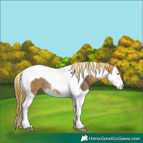 Horse Color:Painted Buckskin Splash Tobiano 