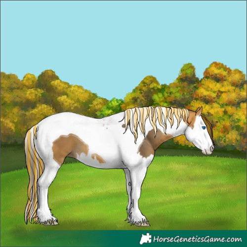 Horse Color:Painted Buckskin Splash Tobiano 