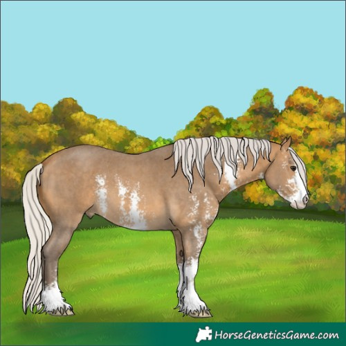 Horse Color:Silver Buckskin Sabino