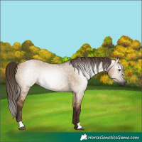 Horse Color:Gray Red Dun Rabicano 