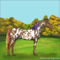 Horse Color:Painted Chocolate Palomino Near Leopard 