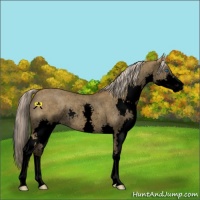 Horse Color:Void Chocolate Palomino Roan Dun Splash Rabicano 