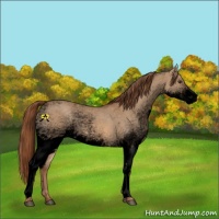 Horse Color:Void White Spotted Red Dun Rabicano 