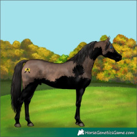 Horse Color:Void Brown Dun Splash Rabicano