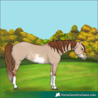 Horse Color:Red Dun Splash Frame Rabicano 