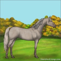 Horse Color:Silver Grullo Roan 