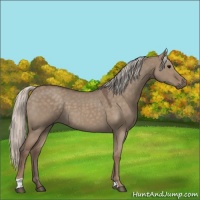 Horse Color:Silver Grullo Roan 