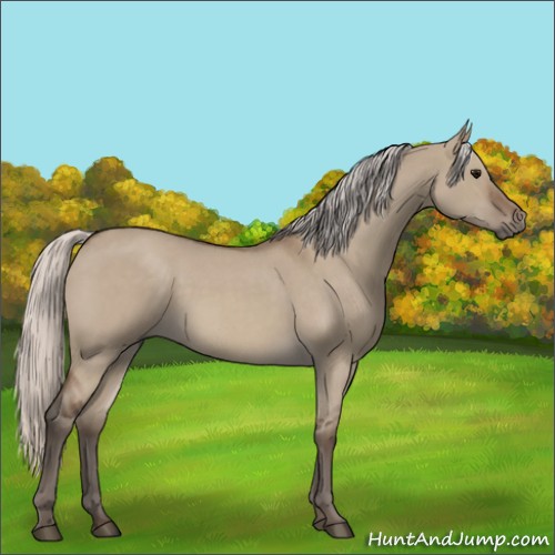 Horse Color:Silver Grullo Roan 