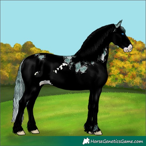 Horse Color:Watercolor Black Ice Sabino Splash Tobiano 