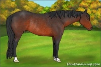 Horse Color:Brown Rabicano 