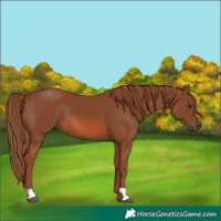 Horse Color:Chestnut 