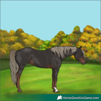 Horse Color:Liver Chestnut Mushroom 