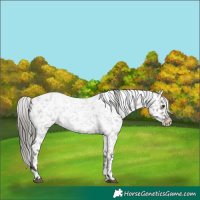 Horse Color:Liver Red Roan Mushroom Appaloosa 