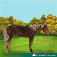 Horse Color:Void Red Roan 