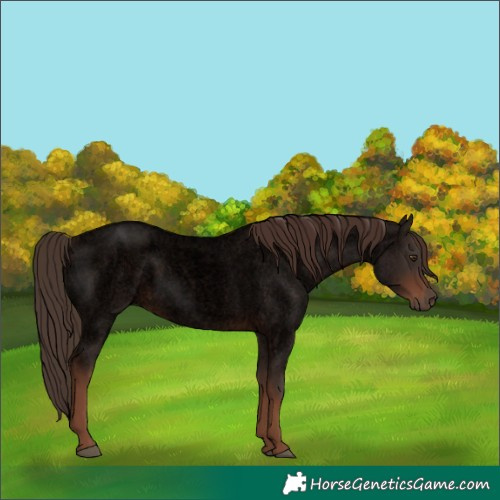 Horse Color:Void Liver Red Roan