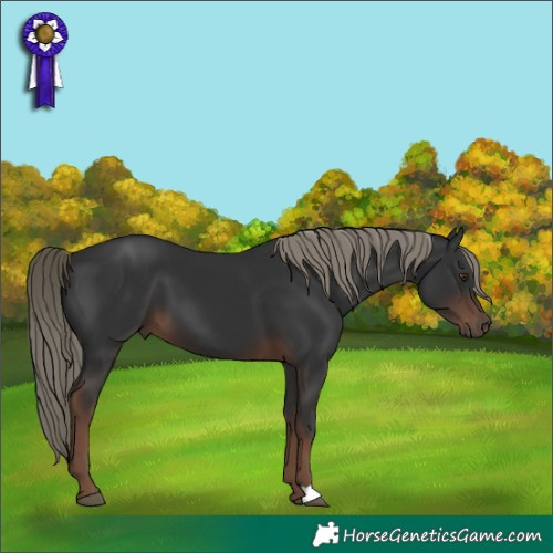 Horse Color:Liver Chestnut Mushroom 