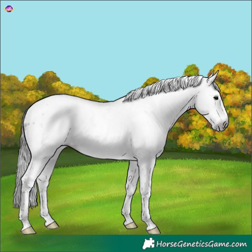 Horse Color:Gray Brown Sabino Tobiano Frame 