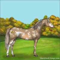 Horse Color:White Spotted Chocolate Palomino Dun 