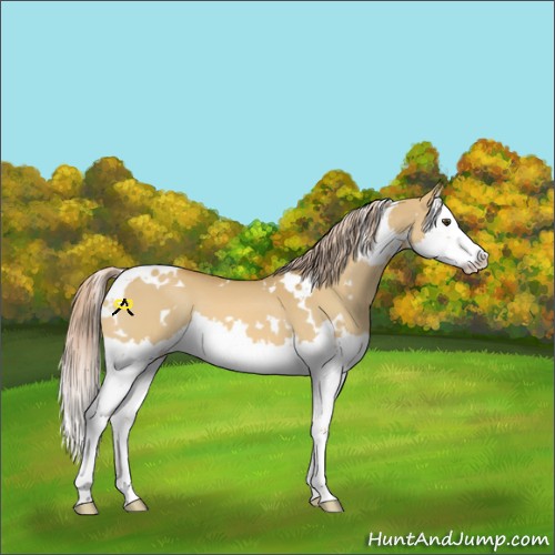 Horse Color:White Spotted Palomino Dun Splash 