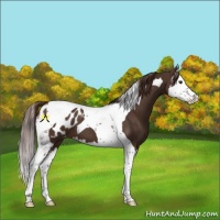 Horse Color:Liver Chestnut Splash Tobiano Appaloosa 