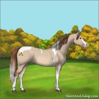 Horse Color:Red Dun Splash Tobiano 