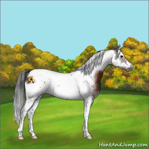 Horse Color:Bay Splash Tobiano Frame 