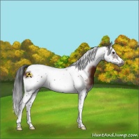 Horse Color:Bay Splash Tobiano Frame 