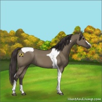 Horse Color:Smoky Grullo Tobiano 