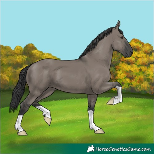 Horse Color:Grullo 