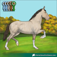 Horse Color:Classic Cream Champagne Roan Dun 