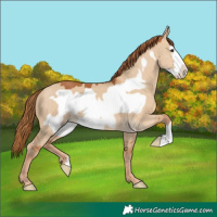 Horse Color:Red Dun Frame 