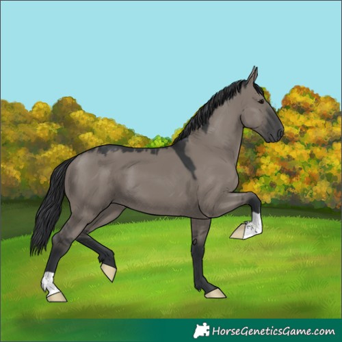 Horse Color:Grullo 