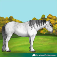 Horse Color:Gray White Spotted Smoky Blue Roan Rabicano 