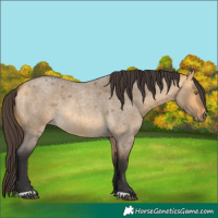 Horse Color:Buckskin Roan Dun Rabicano