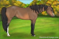 Horse Color:Buckskin Frame 