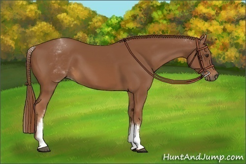 Horse Color:White Spotted Chestnut