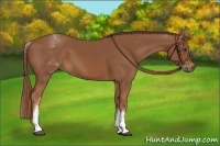 Horse Color:White Spotted Chestnut 