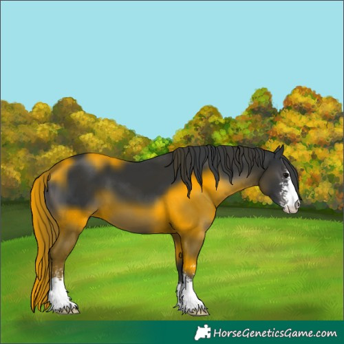 Horse Color:Black Sabino
