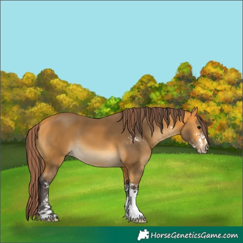 Horse Color:Painted Buckskin Sabino 
