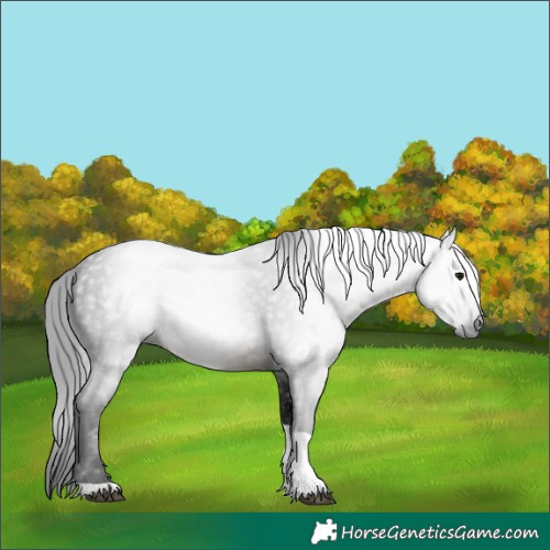 Horse Color:Gray Buckskin Tobiano 