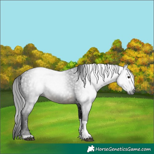 Horse Color:Gray Buckskin Tobiano 